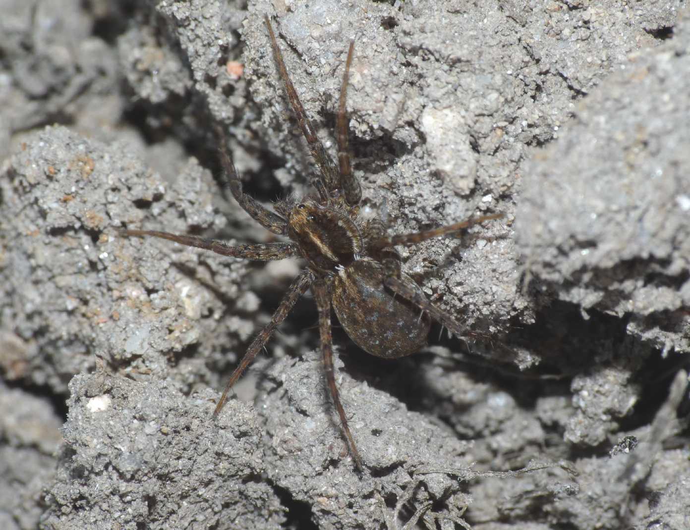 Pardosa sp.